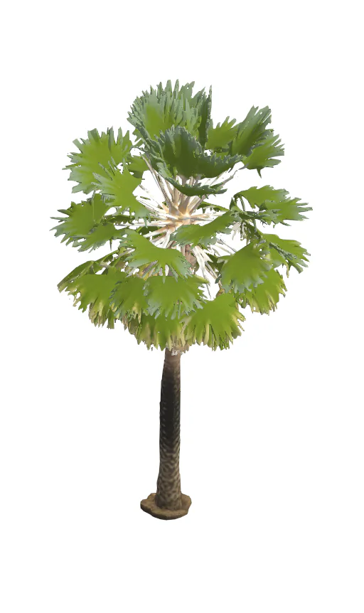 Palma Exotica Palmeira